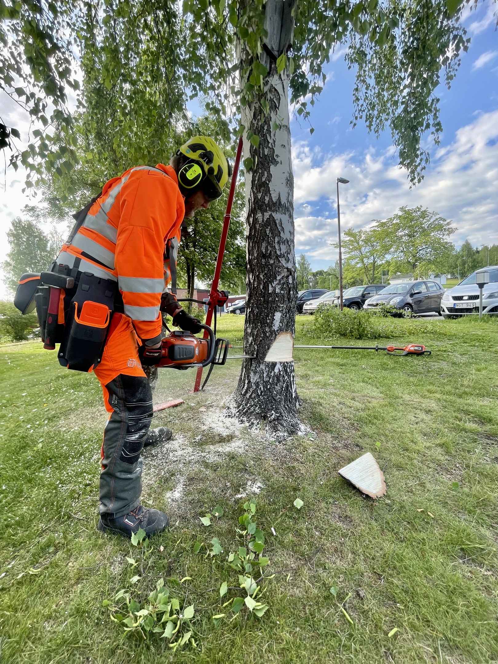 Trädfällning av björk med motorsåg.
